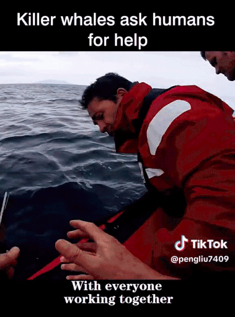 인간에게 도움을 요청한 범고래 | 인스티즈