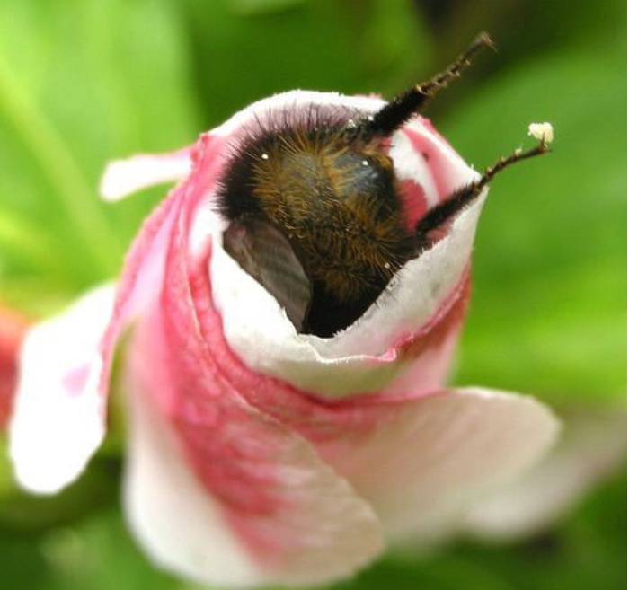 🐝 꿀 모으는 꿀벌 (벌 사진 주의) | 인스티즈