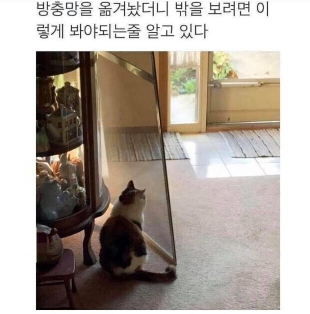 고양이 좋아하잖아 다알아 | 인스티즈