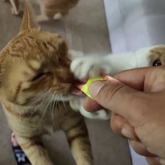 [매탈남] 오빠 고양이가 먹고있는 츄르 뺏어먹는 방법 | 인스티즈