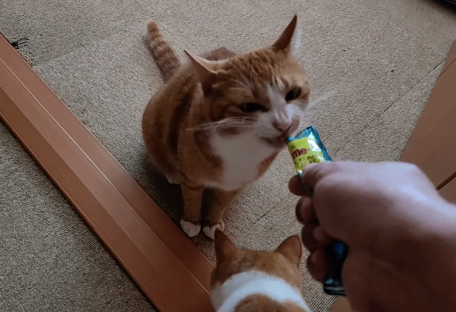 [매탈남] 오빠 고양이가 먹고있는 츄르 뺏어먹는 방법 | 인스티즈