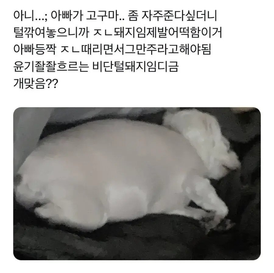 돼지같은 강아지 | 인스티즈