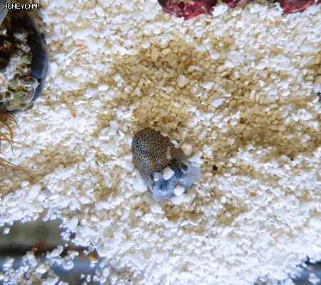 모래로 위장중인 아기 오징어 | 인스티즈