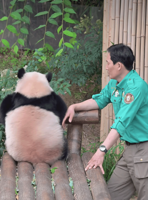 며칠전 후이바오 삐진거 언급한 송바오 | 인스티즈