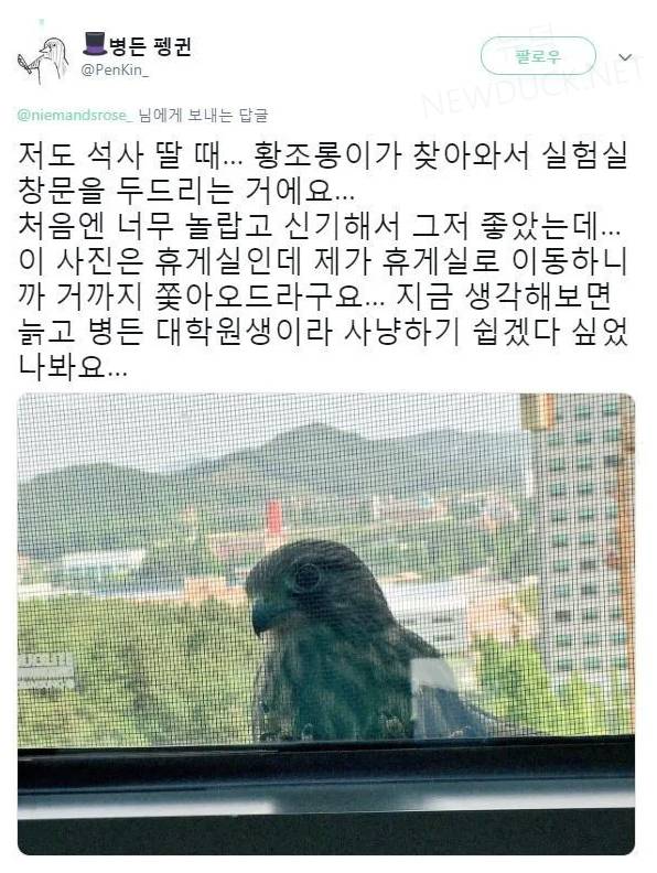 nokbeon.net- 대학원생을 바라보는 황조롱이-1번 이미지