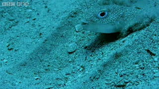 암컷을 유혹하기 위한 수컷 복어의 작업 | 인스티즈