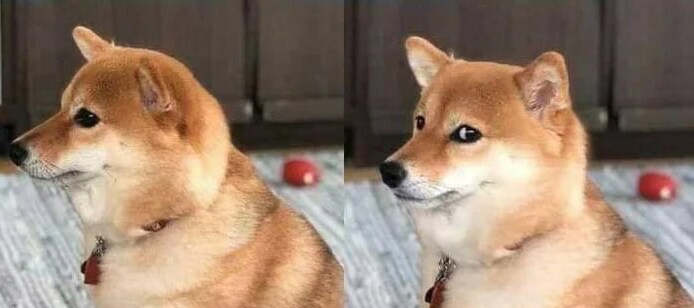 늑대에겐 없고 개에겐 있는 근육.jpg | 인스티즈