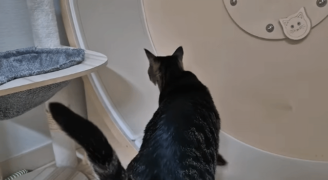 어느 고양이가 캣휠 타는법을 배워가는 과정 | 인스티즈