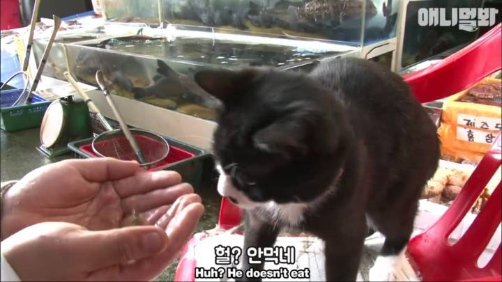 [TV동물농장] 생선가게 지키는 고양이, 수협이 | 인스티즈