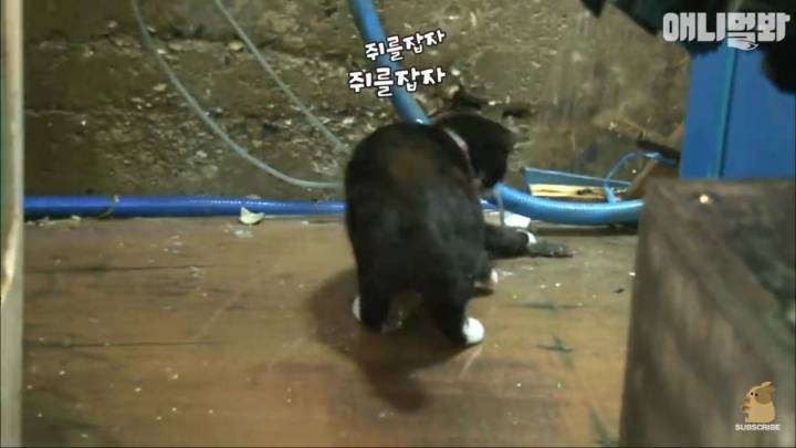 [TV동물농장] 생선가게 지키는 고양이, 수협이 | 인스티즈