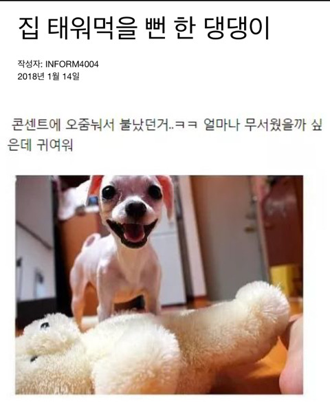 콘센트에 오줌싸서 불낸 댕댕이 | 인스티즈