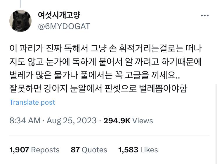 사람들이 강아지 고글을 패션템으로 아는데 사실은 | 인스티즈