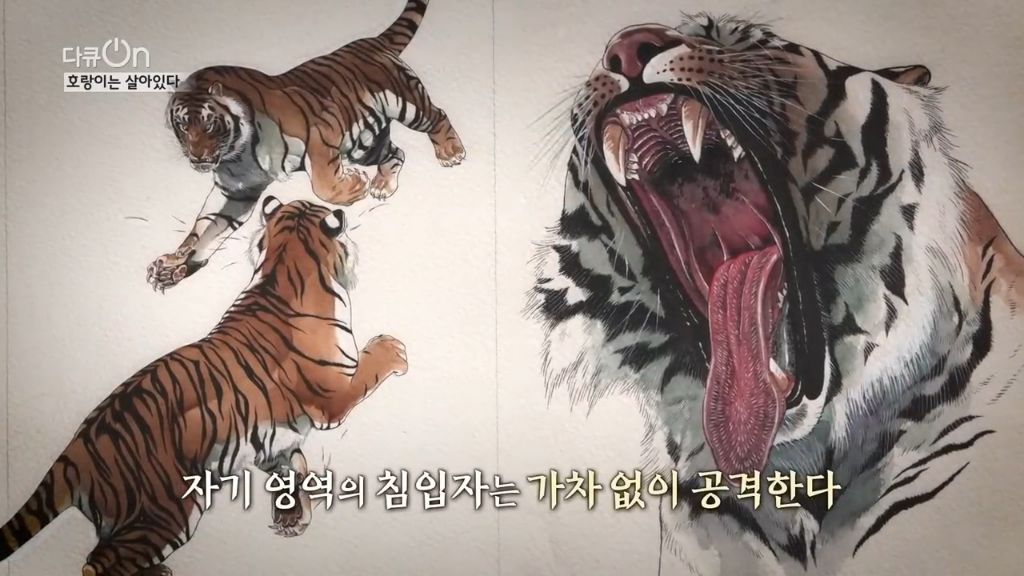 '절멸'의 '한국 호랑이'. 🐅 그 100년간의 이야기. -마지막- | 인스티즈