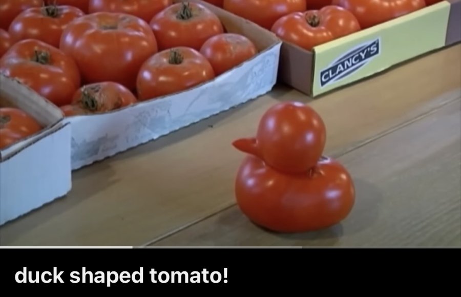 특이한 토마토를 수확해서 뉴스에 나온 미국 노부부 | 인스티즈