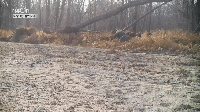 '절멸'의 '한국 호랑이'. 🐅 그 100년간의 이야기. -3- | 인스티즈