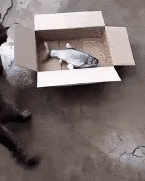 물고기 장난감을 발견한 고양이 | 인스티즈