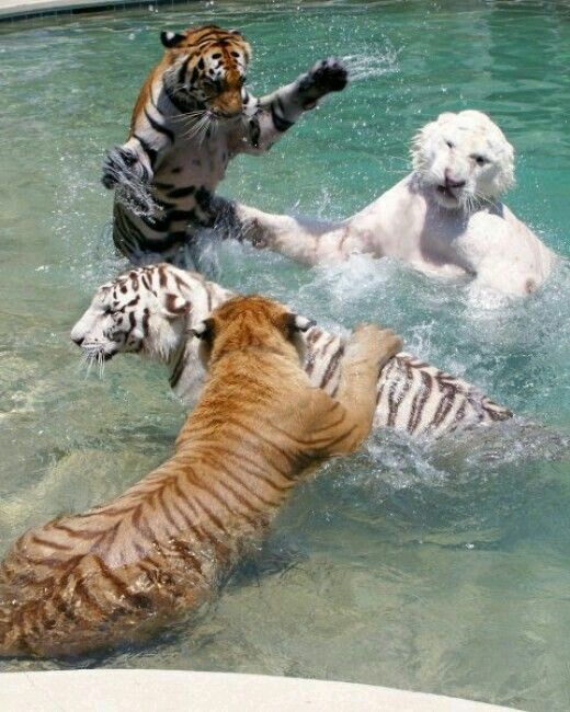 물에서 신나게 놀고 있는 고양이들 | 인스티즈
