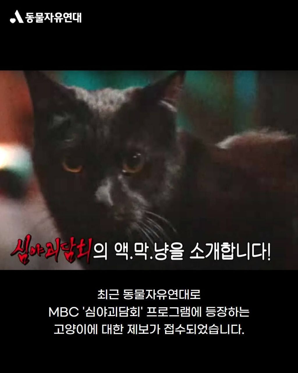 MBC '심야괴담회4' 액막냥 고양이 출연 관련 답변을 받았습니다 | 인스티즈