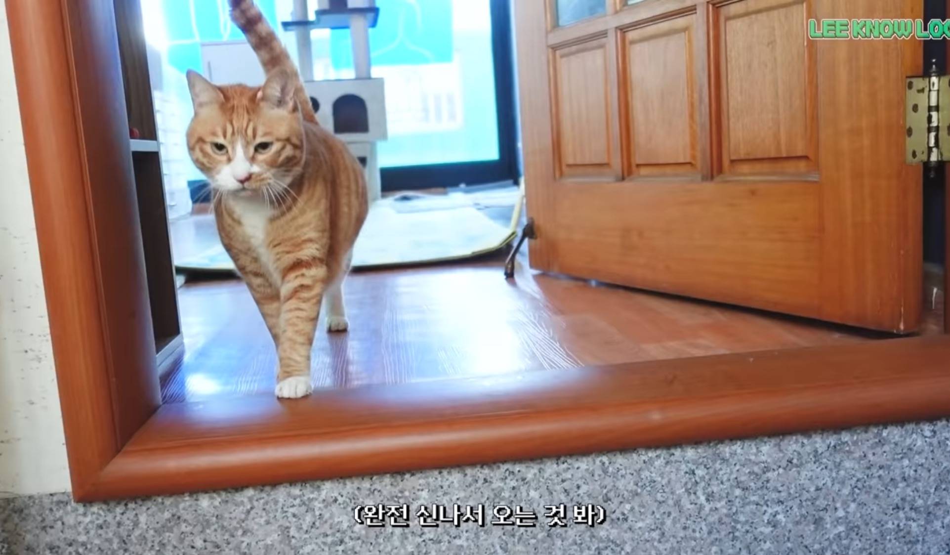 거대한 캣타워 그 자체인 스키즈 리노네 특이한 집구조.jpg | 인스티즈