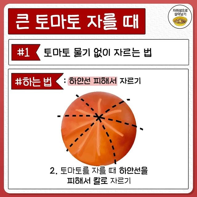 토마토 물기 없이 자르는 법 | 인스티즈