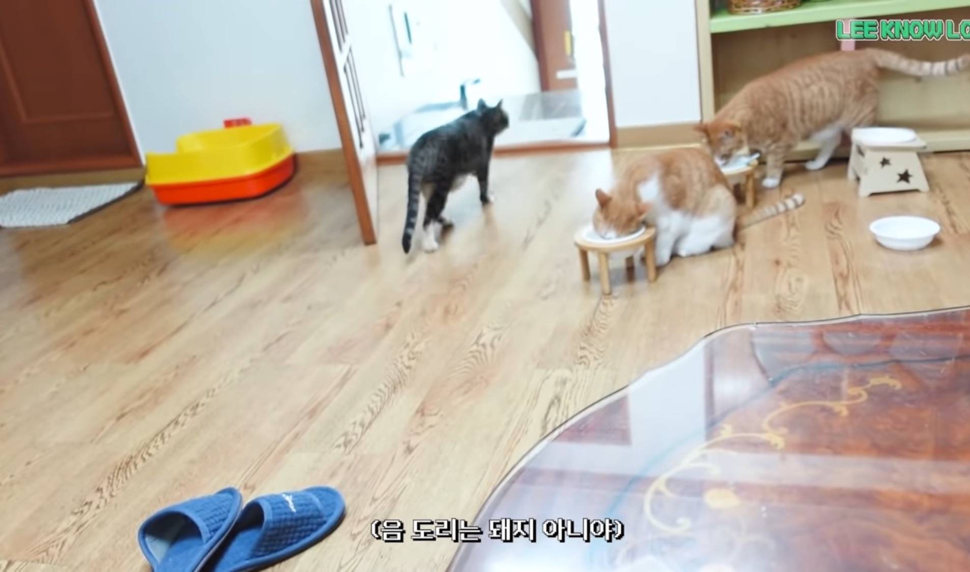 거대한 캣타워 그 자체인 스키즈 리노네 특이한 집구조.jpg | 인스티즈