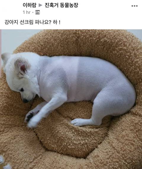 강아지 선크림 파나요?.jpg | 인스티즈