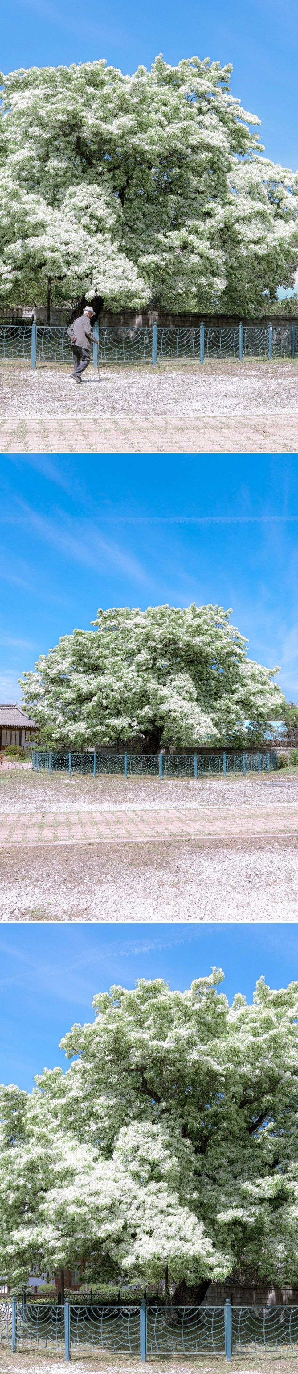 250년이 된 이팝나무 꽃 핀 모습 .jpg | 인스티즈
