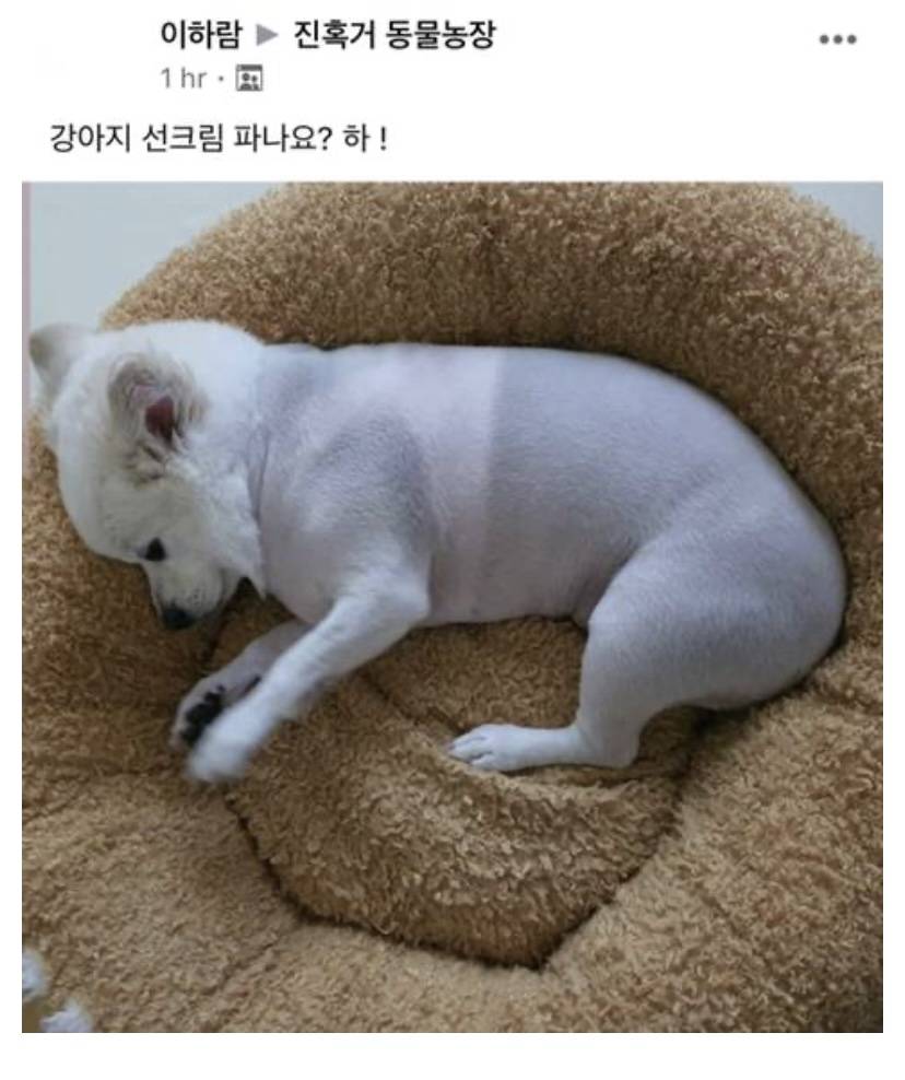 강아지 선크림 파나요?