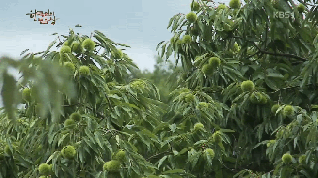한국인의 밥상 육십령 밥상편 | 인스티즈