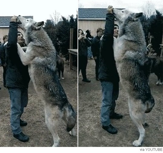 늑대 실제 크기 체감 | 인스티즈