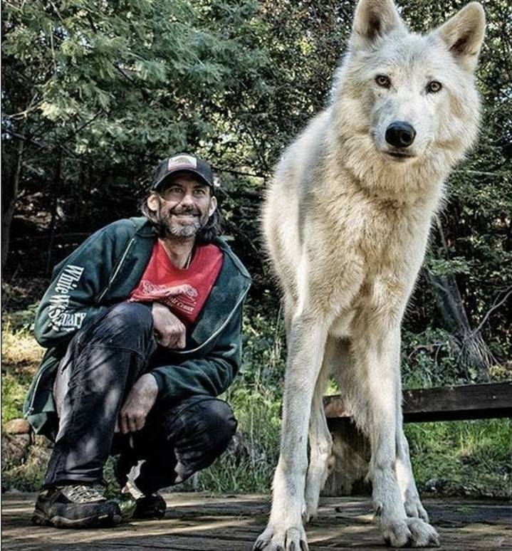 늑대 실제 크기 체감 | 인스티즈