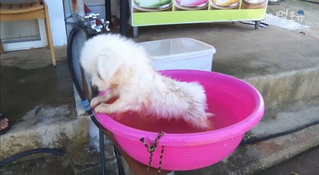 꼬질꼬질한 강아지 목욕 시키기 | 인스티즈