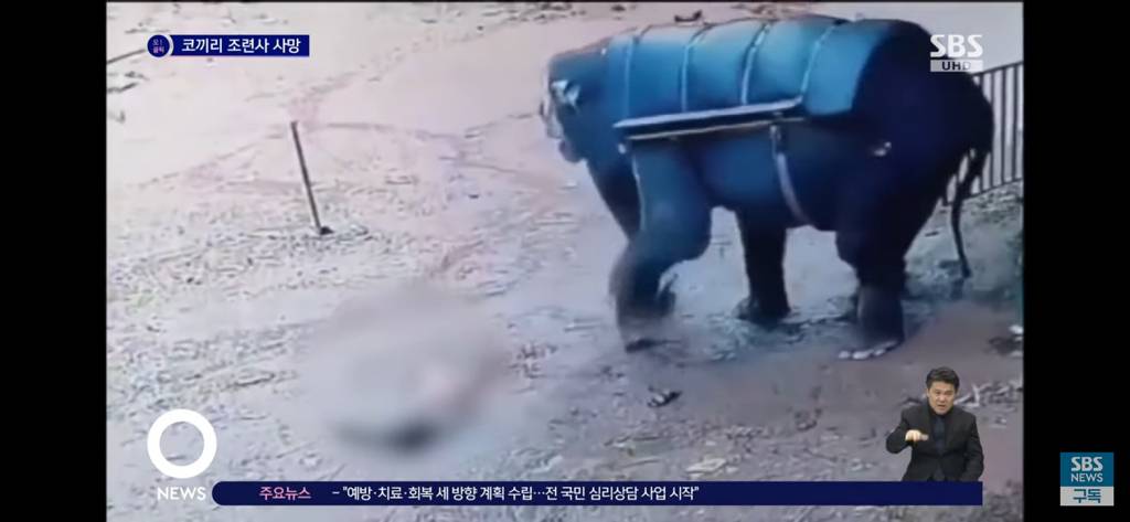 학대한 사육사를 밟아죽인 코끼리 | 인스티즈