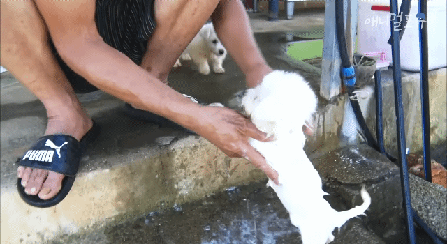 꼬질꼬질한 강아지 목욕 시키기 | 인스티즈