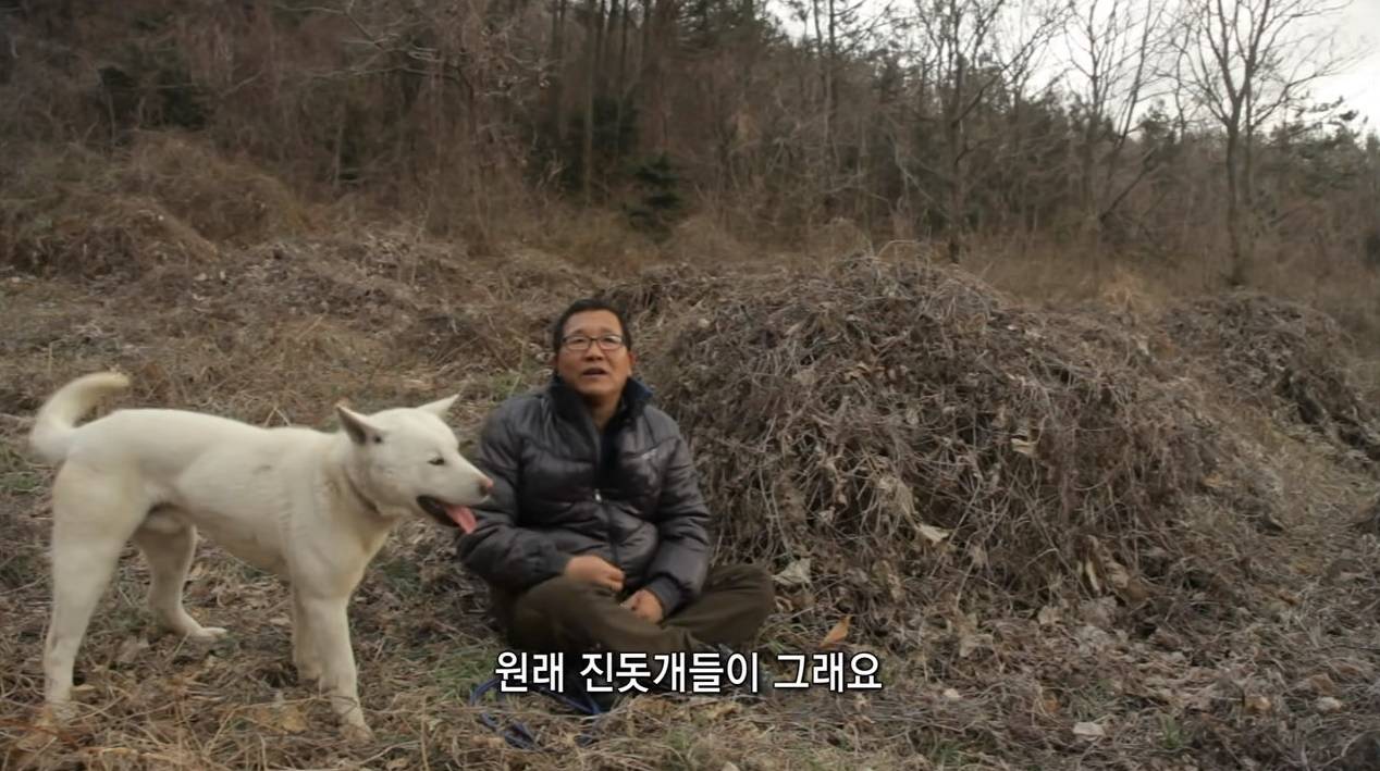 세계 명견으로 등록되어 있는 우리나라 토종견 | 인스티즈