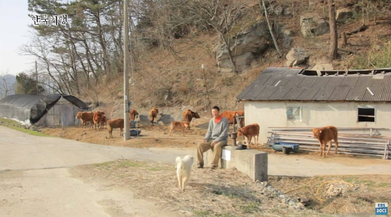 세계 명견으로 등록되어 있는 우리나라 토종견 | 인스티즈