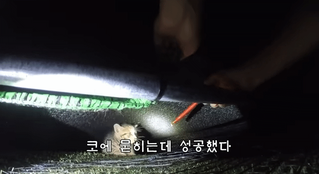 아기고양이의 일기가 보고 싶어지는 haha ha 이번 영상 | 인스티즈