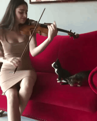 냥이를 위한 연주.gif | 인스티즈