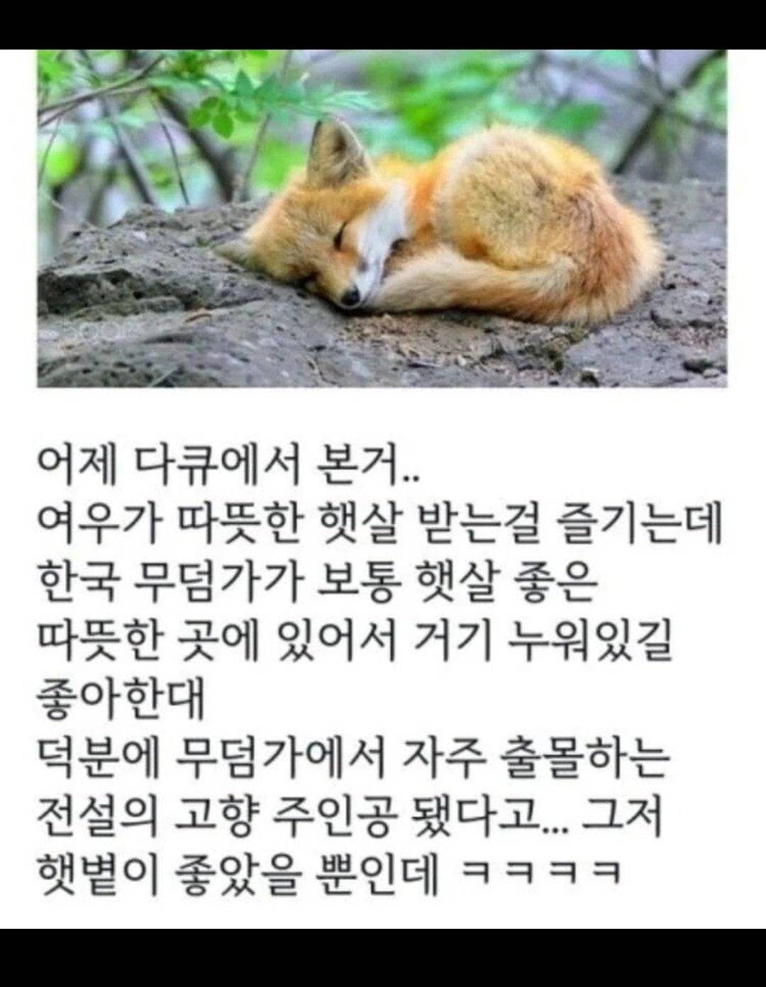 한국 전래동화에 여우가 많이 나오는 이유 | 인스티즈