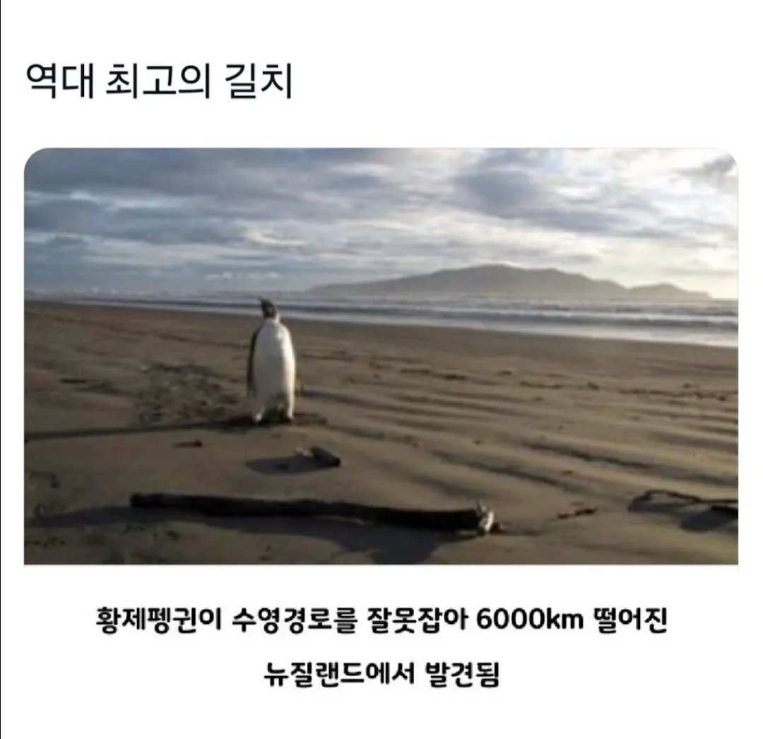 역대 최고의 길치.jpg1