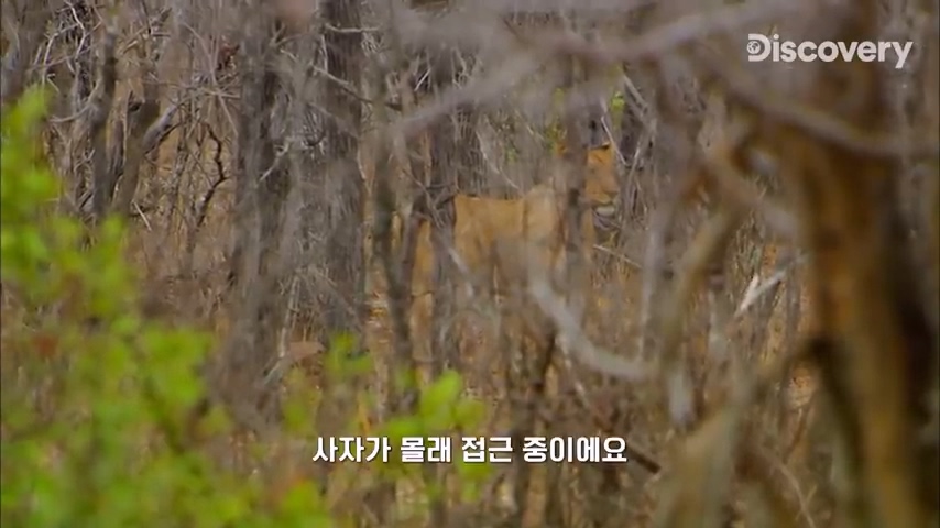 다큐멘터리 감독이 사자가 근처에 나타났을때 대처법 | 인스티즈