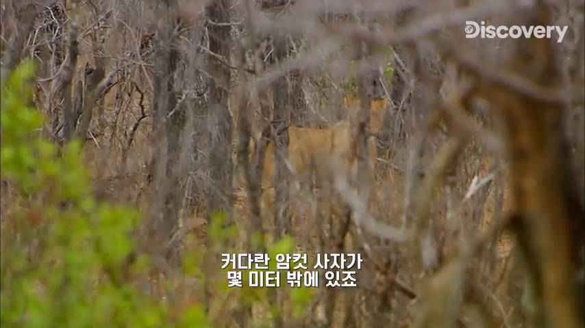 다큐멘터리 감독이 사자가 근처에 나타났을때 대처법 | 인스티즈