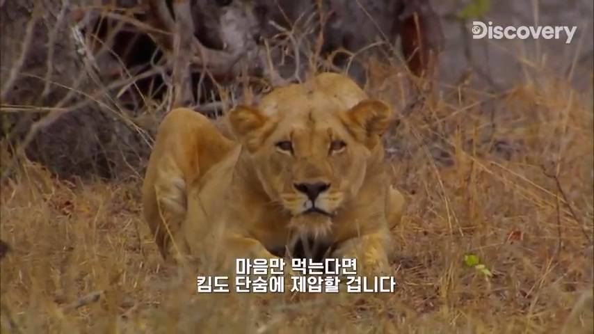 다큐멘터리 감독이 사자가 근처에 나타났을때 대처법 | 인스티즈