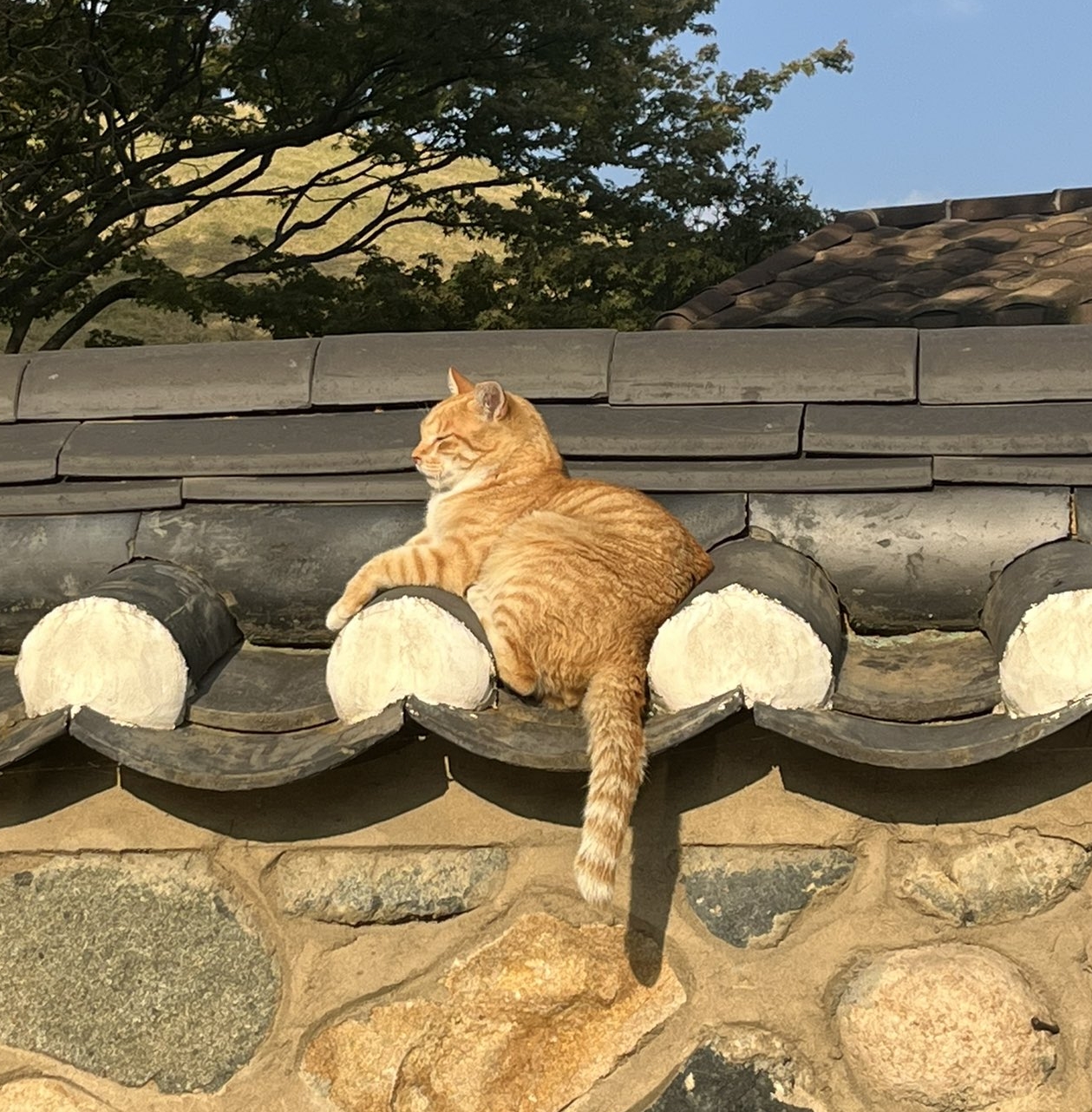 많은 사람들의 사진첩 속에 똑같은 고양이(경주 황리단길)🐱 | 인스티즈