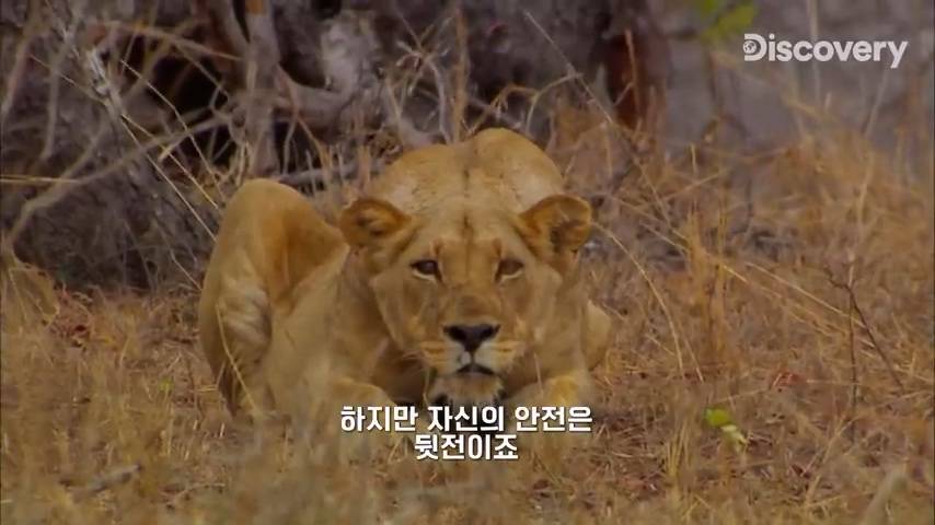 다큐멘터리 감독이 사자가 근처에 나타났을때 대처법 | 인스티즈