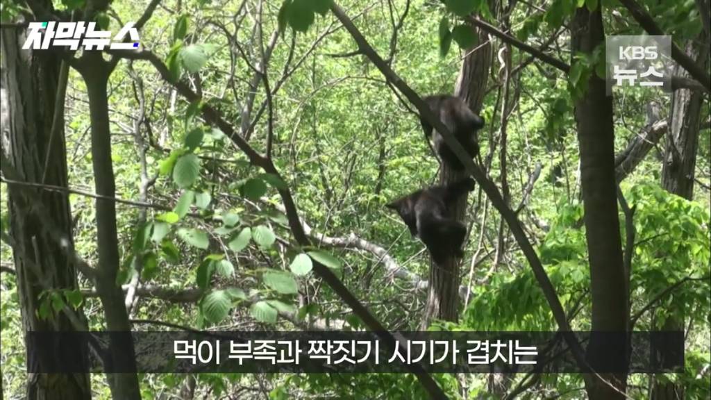 스압)지리산 반달가슴곰, 양봉 농가 꿀 빼먹었다 | 인스티즈