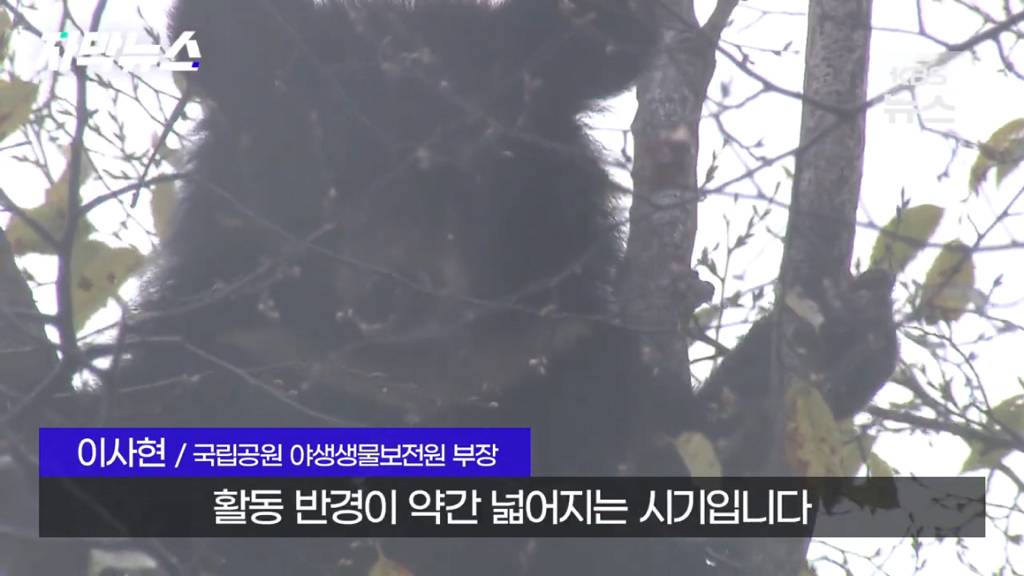 스압)지리산 반달가슴곰, 양봉 농가 꿀 빼먹었다 | 인스티즈