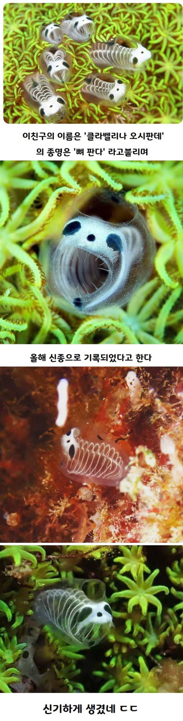 신종으로 기록된 해골 멍게 | 인스티즈