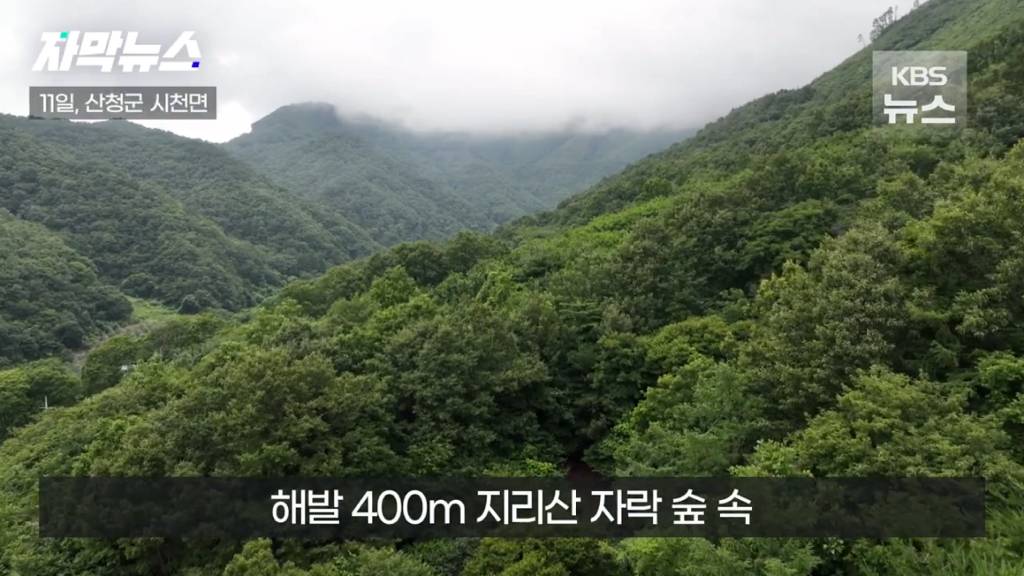 스압)지리산 반달가슴곰, 양봉 농가 꿀 빼먹었다 | 인스티즈
