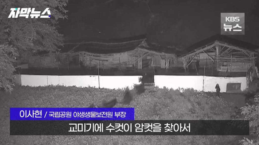 스압)지리산 반달가슴곰, 양봉 농가 꿀 빼먹었다 | 인스티즈
